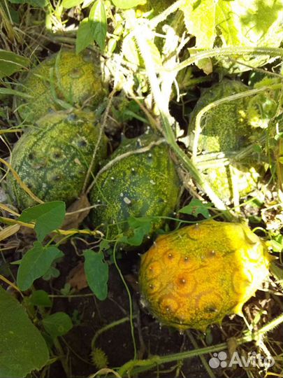 Кивано Семена