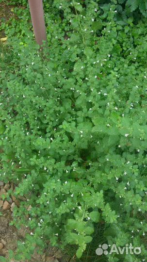 Мелисса (наземная часть)