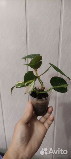 Филодендрон медиопикта триколор