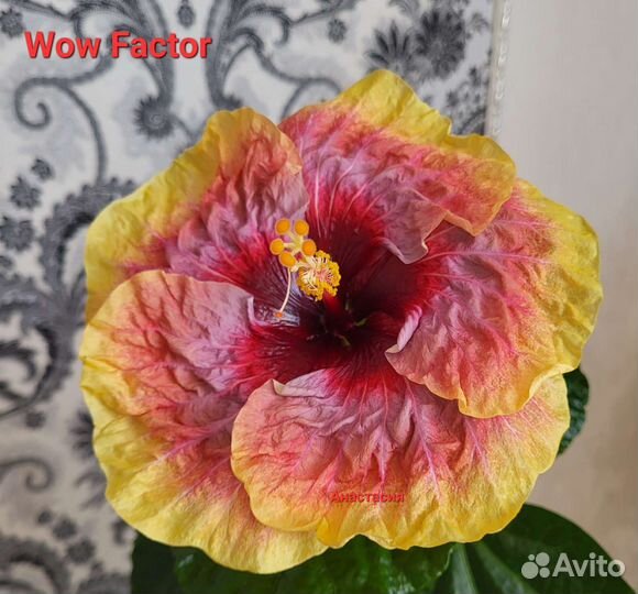 Сортовые гибискусы