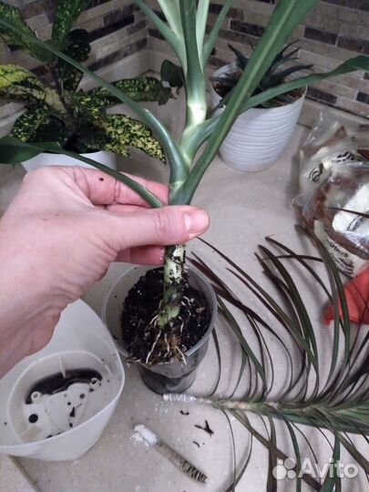 Шефлера, юкка