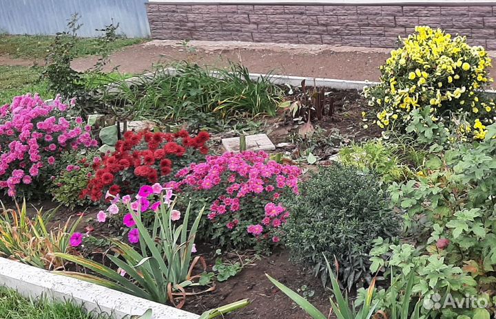 Хризантема