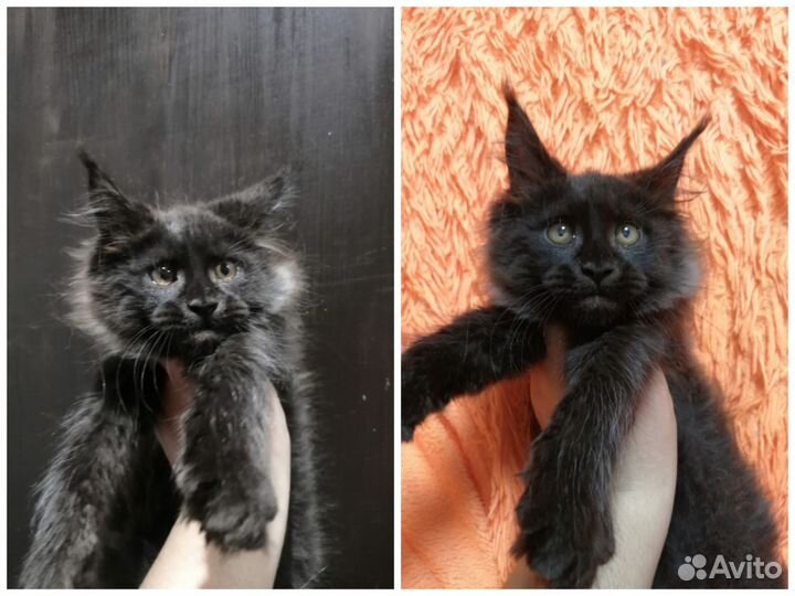 Мейн-кун котята