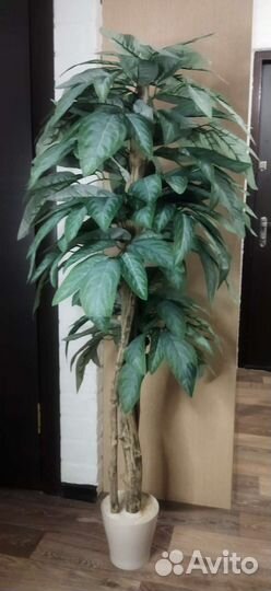 Манго дерево