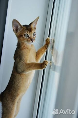 Абиссинский котенок с документами объявление продам