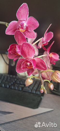 Орхидея фаленопсис