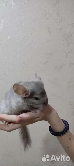 Шиншилла