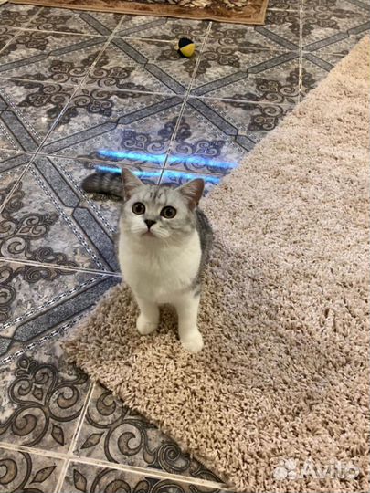 Гостиница для собак. Зоогостиница. Передержка