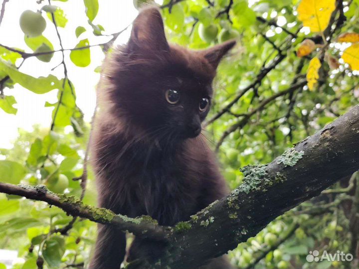 Котята в добрые руки бесплатно
