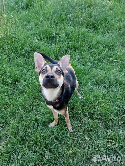 Собака в добрые руки