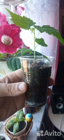 Рассада абутилонов в стаканчиках