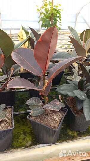 Фикус в ассортименте