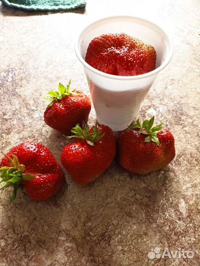 Рассада клубники Гигантела Максим