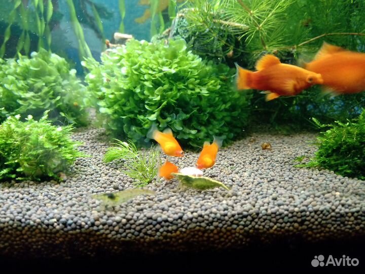 Пецилия красная (уход как за гуппи), роголистник