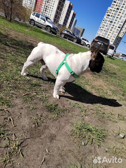 Французский бульдог кабель вязка