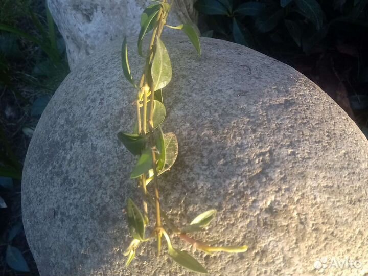 Барвинок голубой