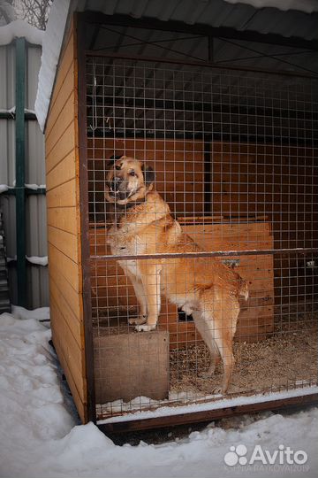 Обоятельный метис алабая пропадает в клетке