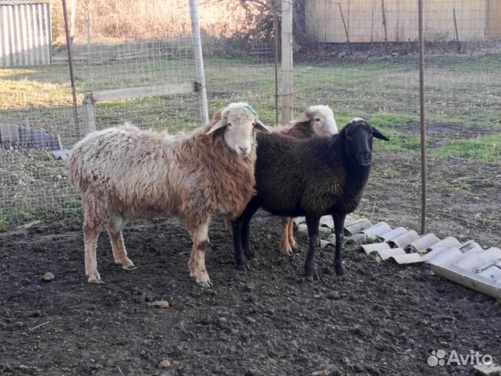 Баран и ярка