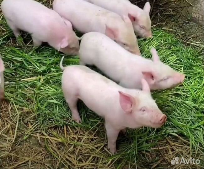 Поросята на разведение