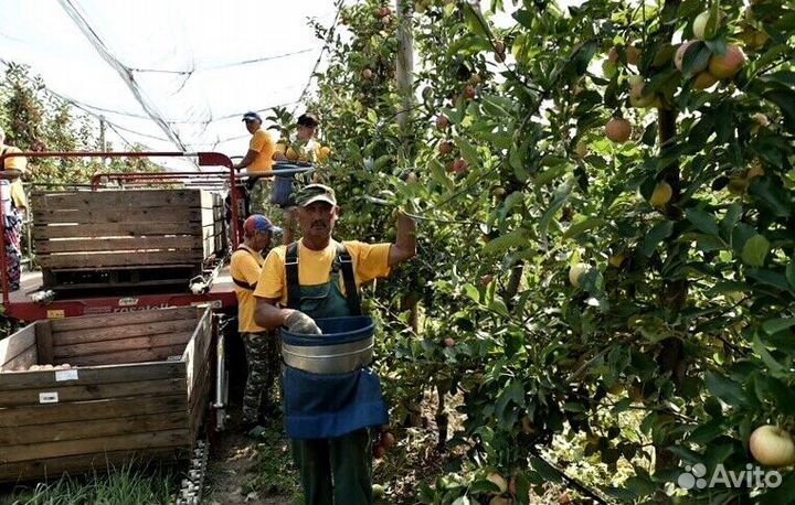 Сборка яблок. Вахта