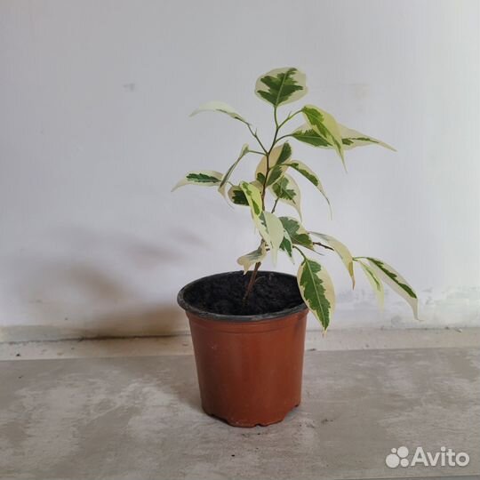 Фикус бенджамина пестролистный