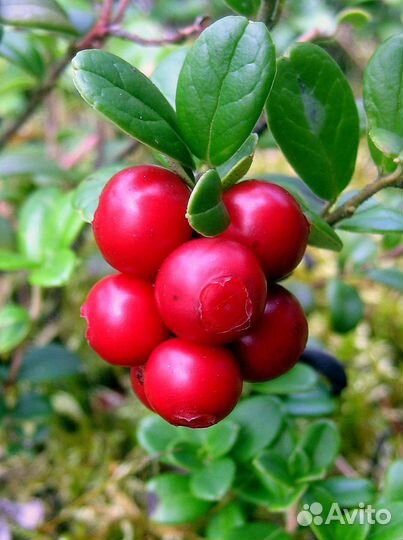 Ягоды овощи фрукты замороженные