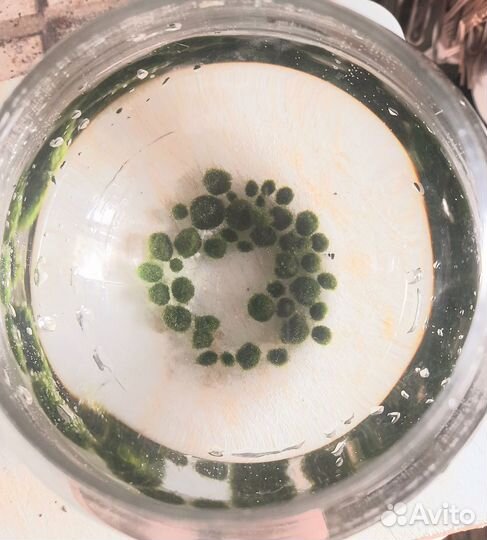 Кладофора живые камни