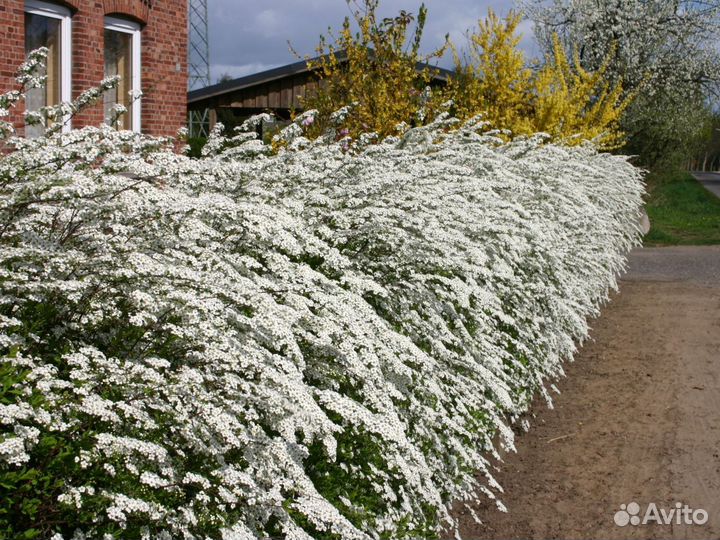 Спирея белая 