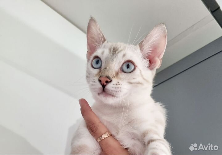 Бенгальская кошка