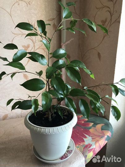 Фикус бенджамина