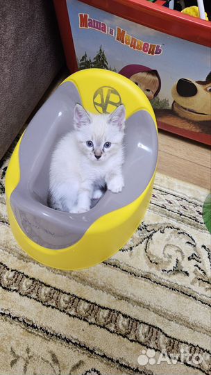 Котёнок 2 месяца