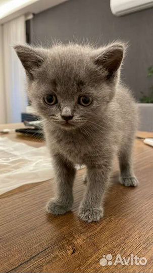 Котенок 1,5 месяца дымчатый