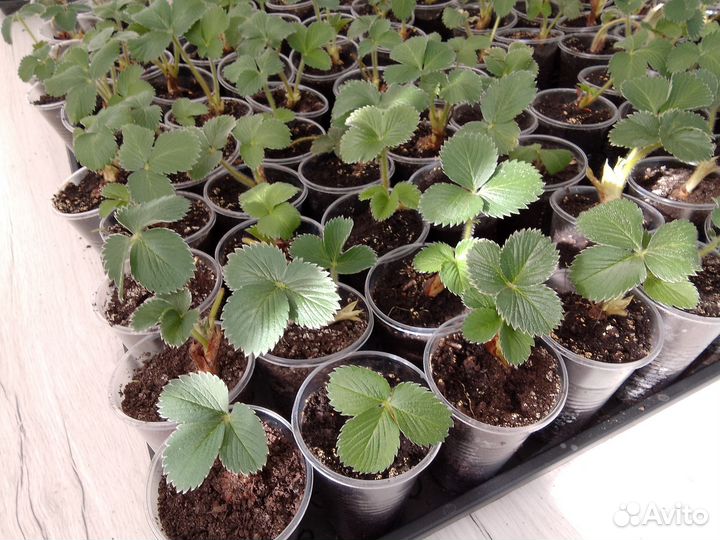 Клубника саженцы