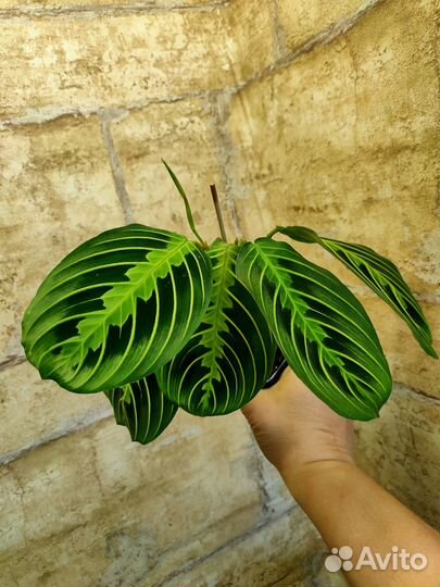 Драцена, Роули, церопегия, маранта, хлорофитум