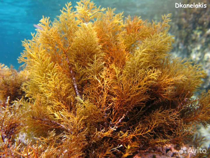 Цистозеира бородатая водоросли лекарства