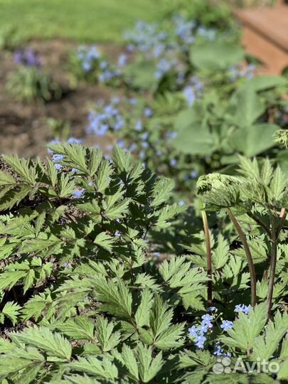 Клопогон многолетнее тенелюбивое растение