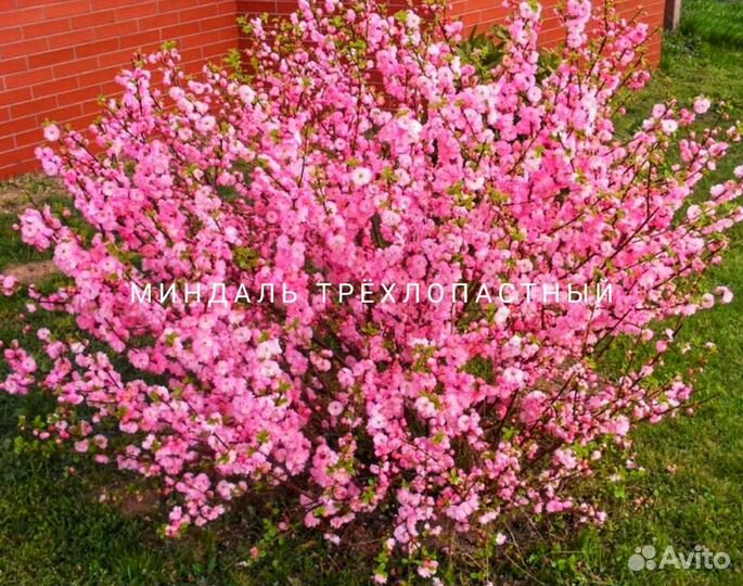 Миндаль трёхлопастный