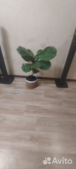 Фикус лирата