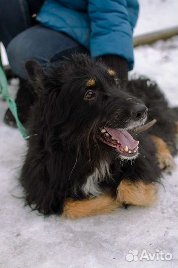 Очаровательный Балу ищет дом