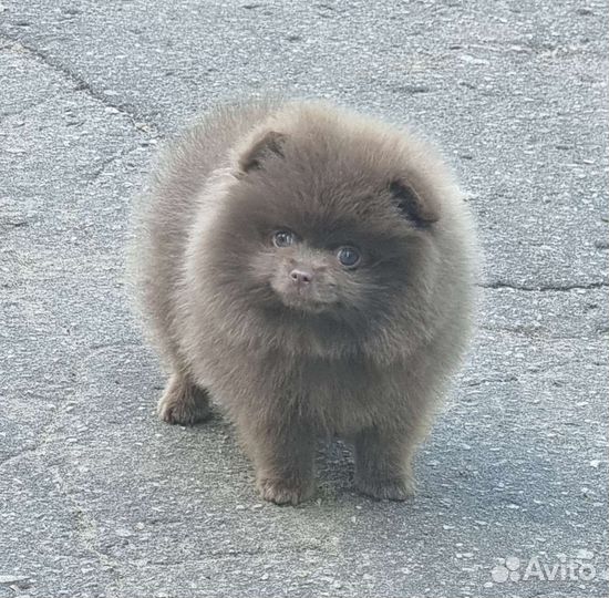 Померанский шпиц