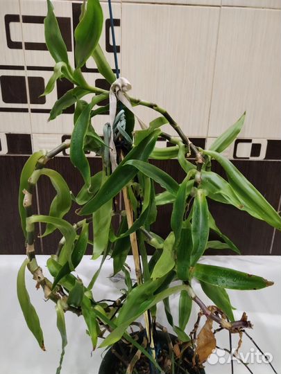 Отдам золотой ус