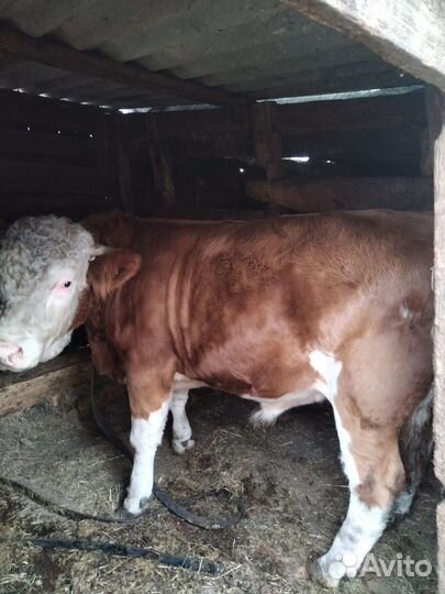 Продам мясо