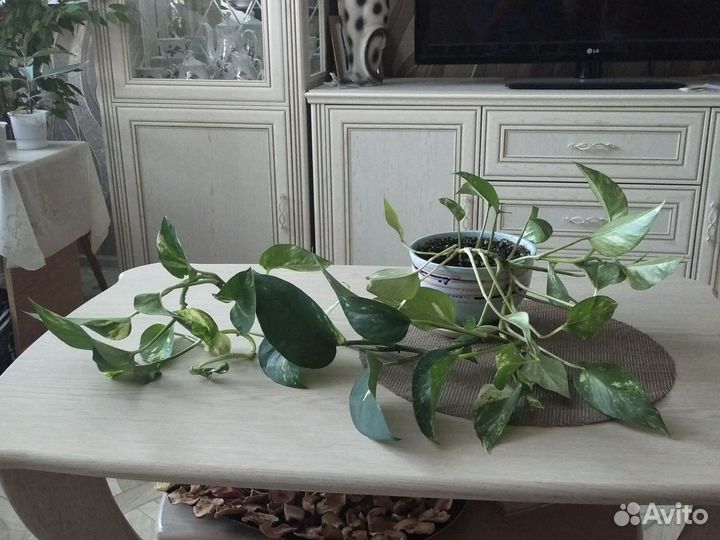 Сциндарсус