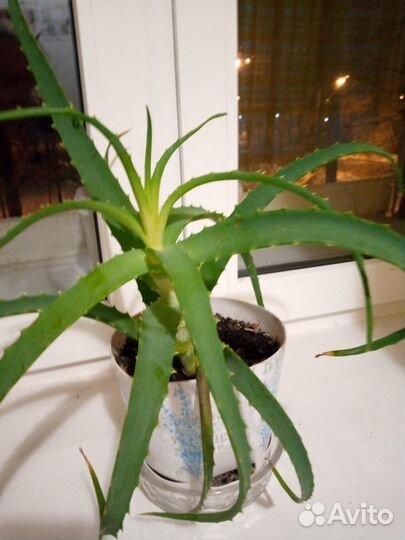 Цветы:,алоэ-4 года,денежное дерево,спатифиллум