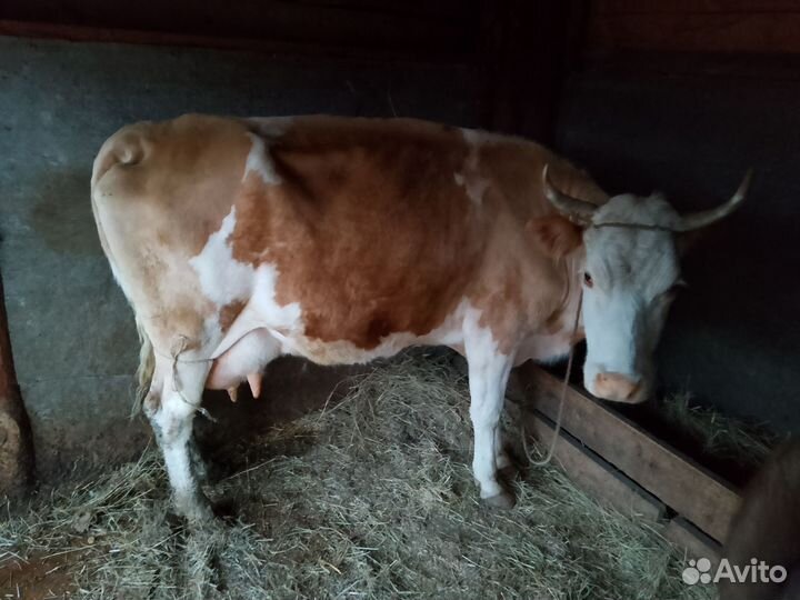Корова молочная