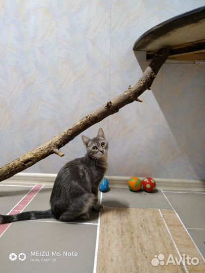 Зоогостиница для кошек