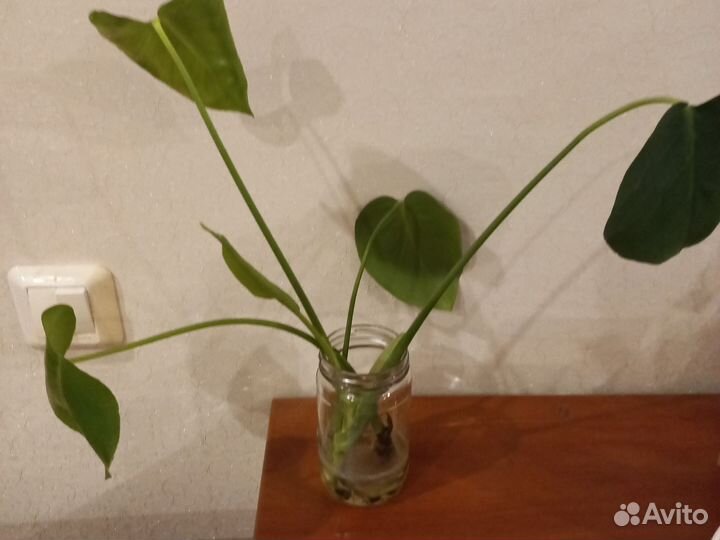 Укорененные черенки монстеры