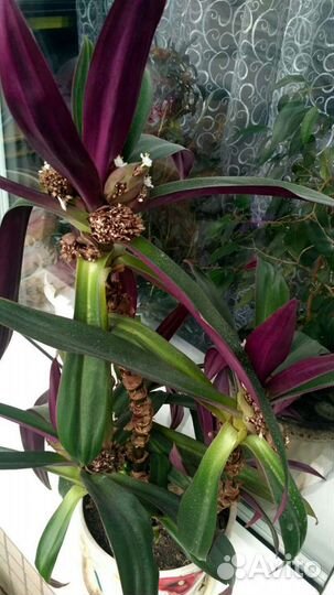 Рео комнатное растение