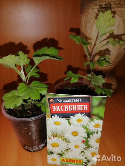 Хризантема рассада