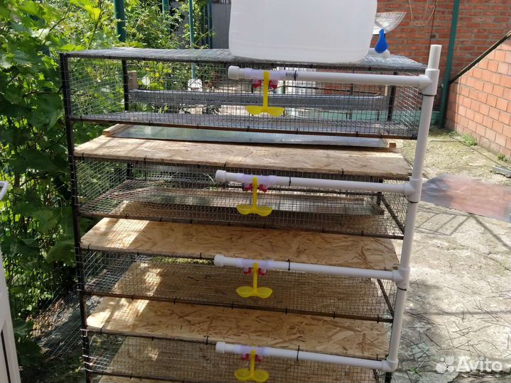 Клетки для перепелов